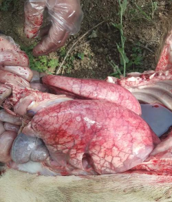 小众送妈妈的花有哪些花