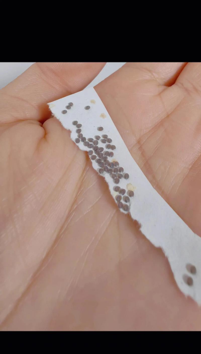 小众送妈妈的花有哪些花