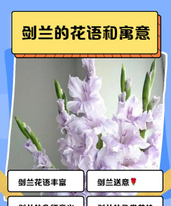 小众送妈妈的花有哪些花