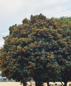 小众送妈妈的花有哪些花