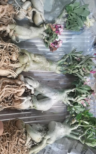 小众送妈妈的花有哪些花