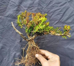 小众送妈妈的花有哪些花