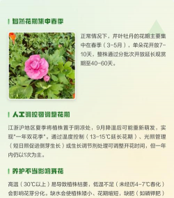 小众送妈妈的花有哪些花