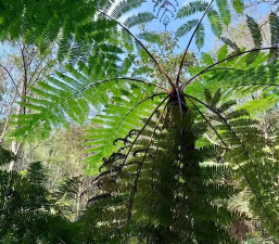 小众送妈妈的花有哪些花