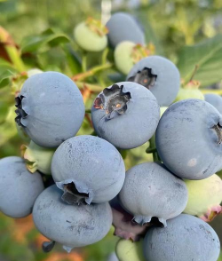 小众送妈妈的花有哪些花