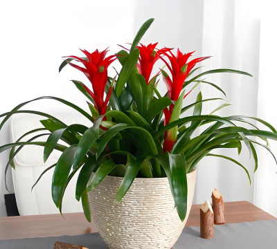 小众送妈妈的花有哪些花