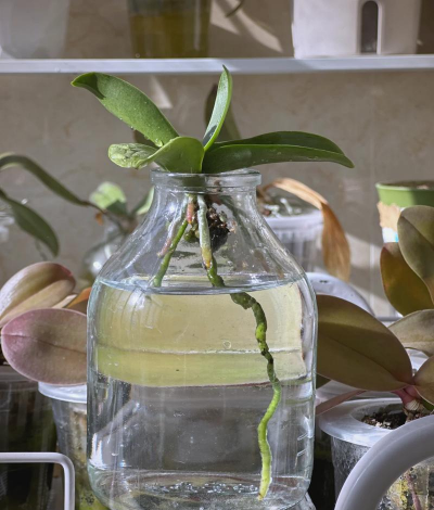 小众送妈妈的花有哪些花