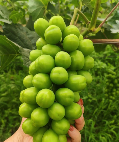 小众送妈妈的花有哪些花