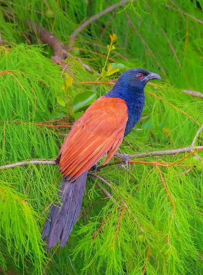 小众送妈妈的花有哪些花