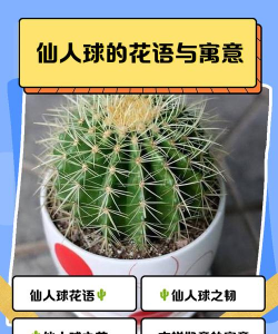 仙人球花语