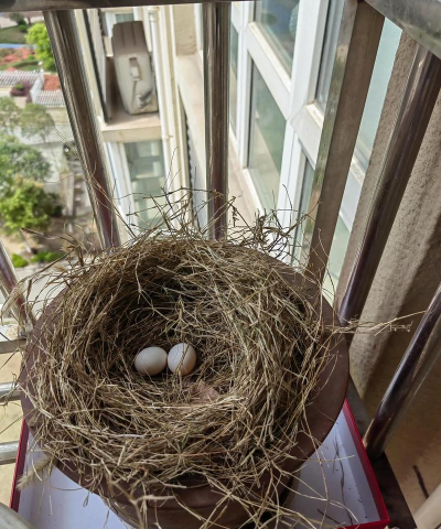 小众送妈妈的花有哪些花