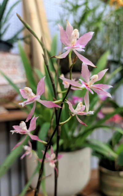 小众送妈妈的花有哪些花