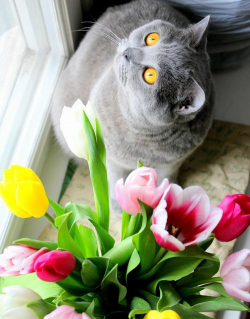 小众送妈妈的花有哪些花