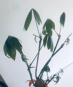 小众送妈妈的花有哪些花