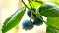 小众送妈妈的花有哪些花