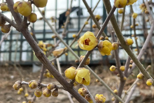 小众送妈妈的花有哪些花