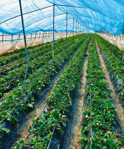 华南最大草莓种苗基地