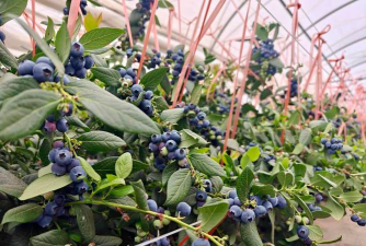 小众送妈妈的花有哪些花