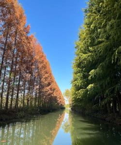 小众送妈妈的花有哪些花