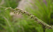 小众送妈妈的花有哪些花