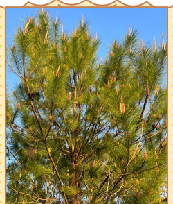 马尾松是什么植物