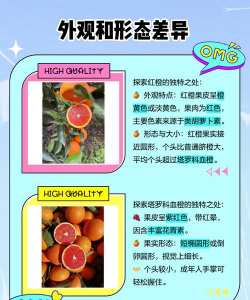 血橙和脐橙的区别