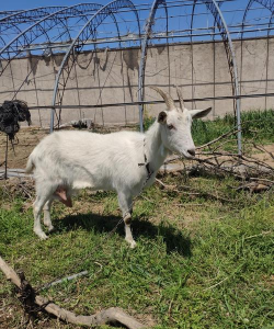 小众送妈妈的花有哪些花