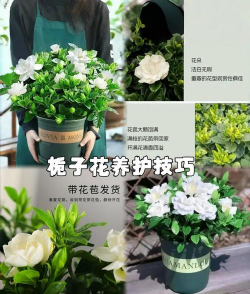 小众送妈妈的花有哪些花