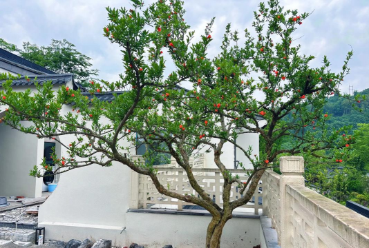 小众送妈妈的花有哪些花