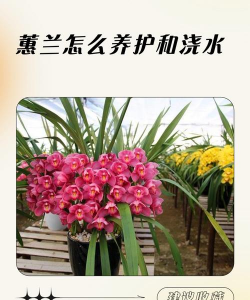 小众送妈妈的花有哪些花