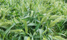 小众送妈妈的花有哪些花