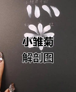 小众送妈妈的花有哪些花