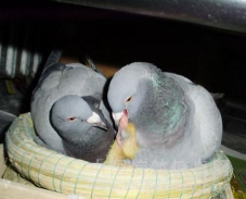 小众送妈妈的花有哪些花