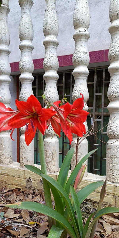 小众送妈妈的花有哪些花