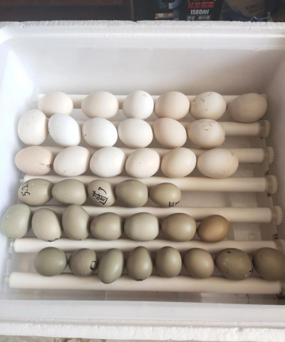 小众送妈妈的花有哪些花