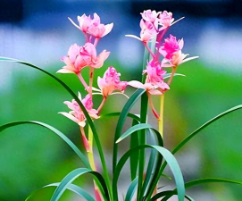 小众送妈妈的花有哪些花