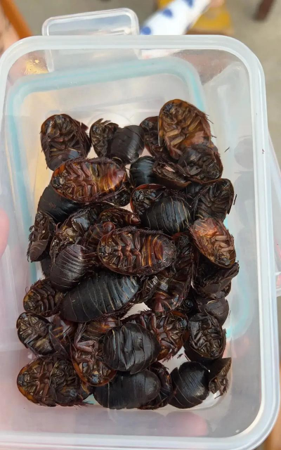 小众送妈妈的花有哪些花