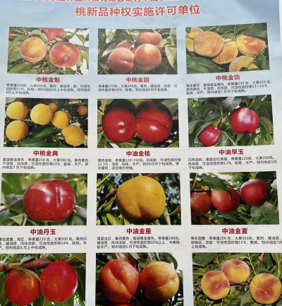 金魁桃树品种介绍