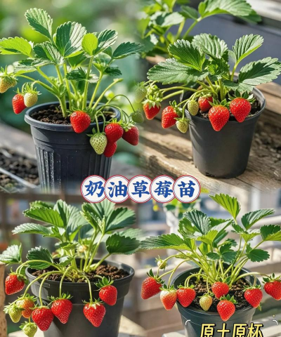 小众送妈妈的花有哪些花