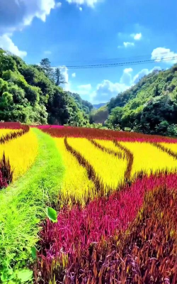 小众送妈妈的花有哪些花