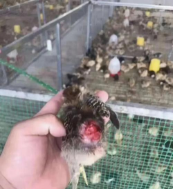 小众送妈妈的花有哪些花