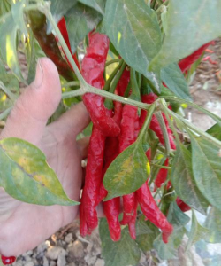 小众送妈妈的花有哪些花