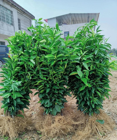 沃柑树苗一般几年结果