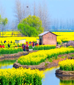 兴化油菜花几月开