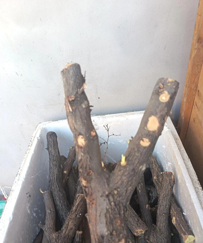 小众送妈妈的花有哪些花