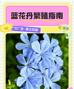 小众送妈妈的花有哪些花