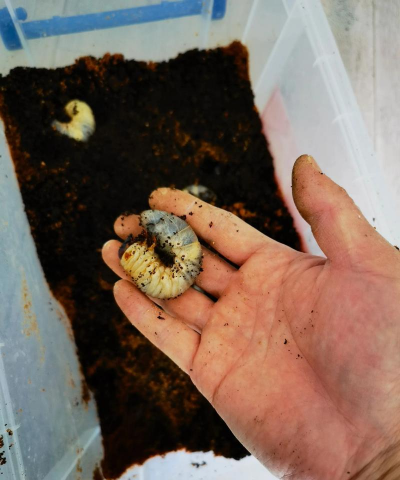 哪些地方有独角仙幼虫