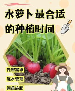 水萝卜的种植方法和时间