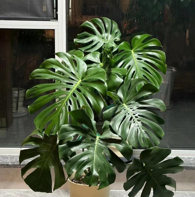 小众送妈妈的花有哪些花