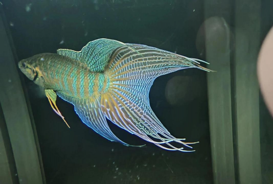 小众送妈妈的花有哪些花